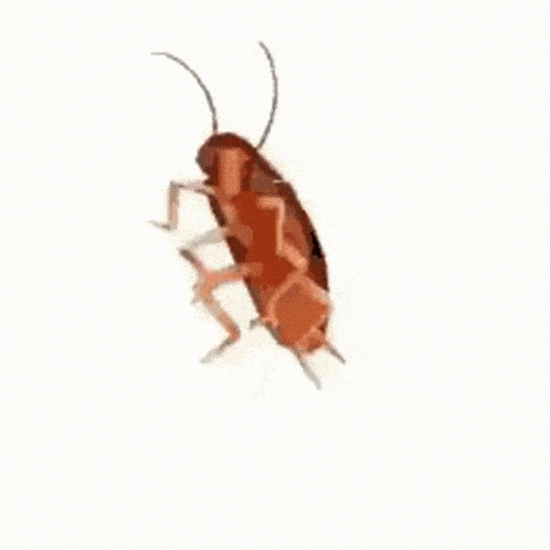 Dancing cockroach grooving